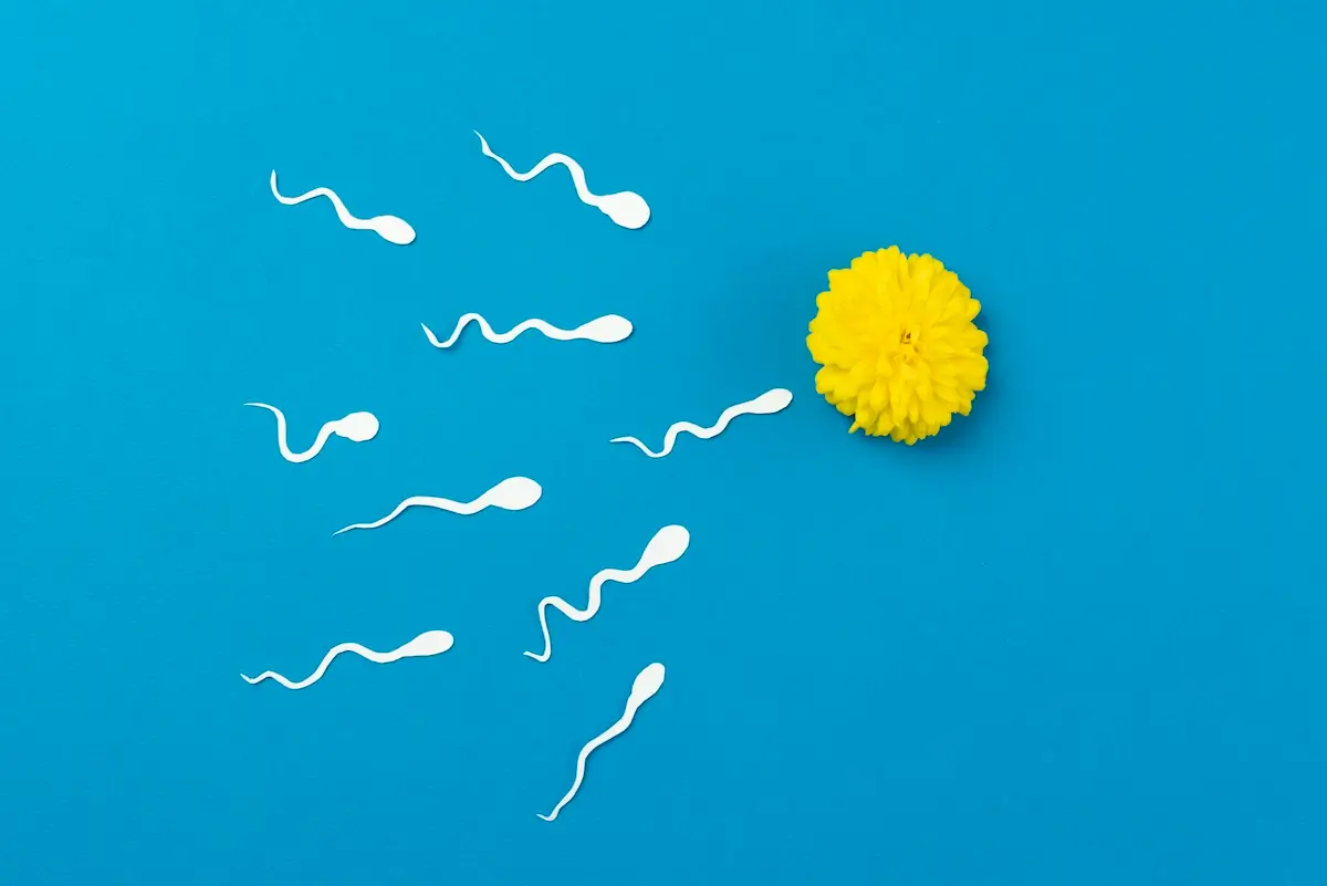 fertility-still-life-arrangement.webp